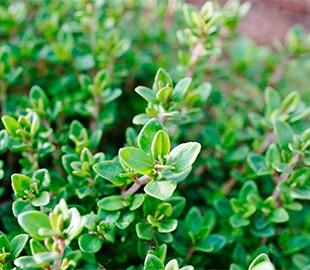 Plantas de tomilho com folhas verdes frescas, simbolizando os benefícios do tomilho para a saúde.